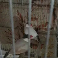فنچ،کراواتی