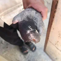 مرغ عشق