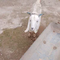 دو تا بیگ نر