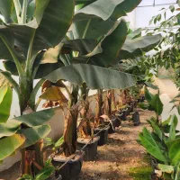 درخت موز ۶۰ عدد فروش یکجا