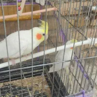 عروس هلندی نر و ماده