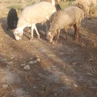 4عدد شیشک بره