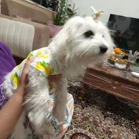 سگ خونگی تربیت شده