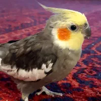 عروس هلندی نر سخنگو و دستی