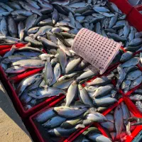 ماهی قزل الا