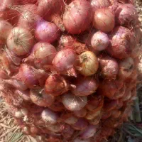 پیاز قرداغ