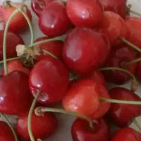 چیدن میوه