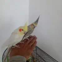 یک جفت عروس هلندی جوان مولد رام دستی بازیگوش