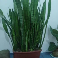 گل خانگی
