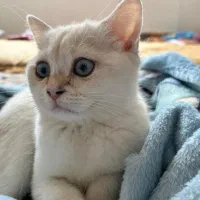 گربه پرشین سفید