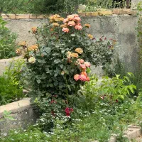 آرامشگاه مسافر