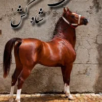 کشش سیلمی کُرد شاه کُش(فروشی نیست)
