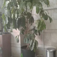 ۷۴متر  ۲خواب اداری انتهای اشرفی