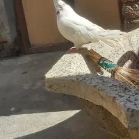 کبوتر فروشی