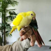 جوجه راهب لوتینو، جوجه گرینچیک
