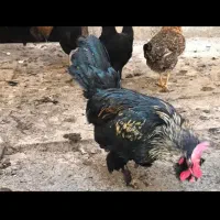 فروش مرغ و جوجه خروس محلی