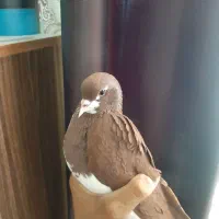 شهری خوشرنگ سرخ