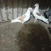 کبوتر