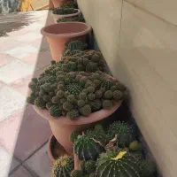 گل کاکتوس و الورا