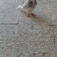 گمشده