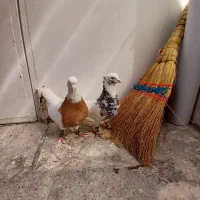 کفتر کبوتر طوقی