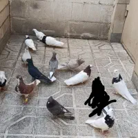 کبوتر رنگه جوانه و مولد(طوقی ، دم سفید، ساده)