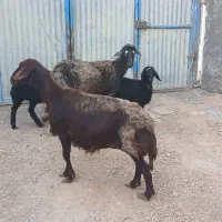 میش بره افشاری
