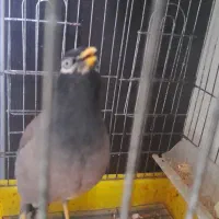 مرغ مینا