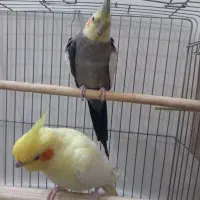 عروس هلندی با دو عدد جوجه سی روزه