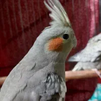 عروس هلندی جفت همراه با قفس