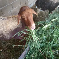 گوسفند داشتی