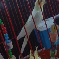عروس هلندی