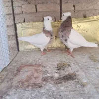 کبوتر طوق شازده و طوق زرد