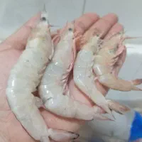 انواع ماهی  موجود میگو