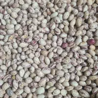لوبیا چیتی درجه ۱