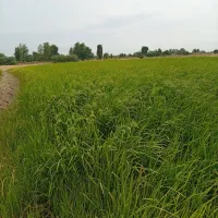 علف|لوازم جانبی حیوانات|گرگان, |دیوار