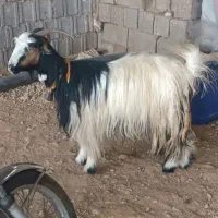 بز شهرکری