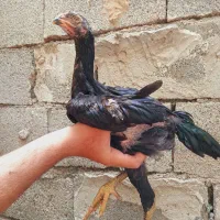 جوجه لاری