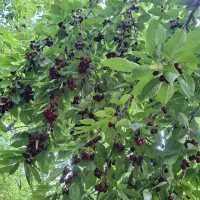 گیلاس ارگانیک اجاره داده میشود