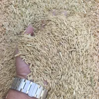 جو  دوپر بذری دامی