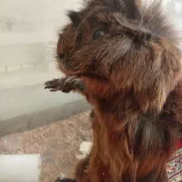 خوکچه هندی وهمستر