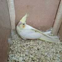عروس هلندی
