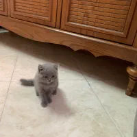 گربه اسکاتیش نر