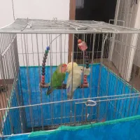 طوطی