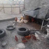 جوجه|حیوانات مزرعه|مشهد, نوده|دیوار