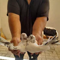 یک جفت کفتر کله دار نر ماده پرشی