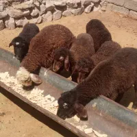 شش راس بره ژندار
