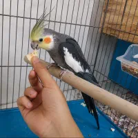 عروس هلندی نر سخنگو