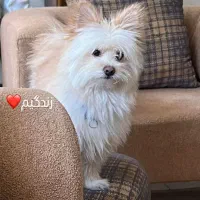 واگذاری سگ پامرانین یورک شایر