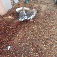 فروش دوجفت غاز نروماده